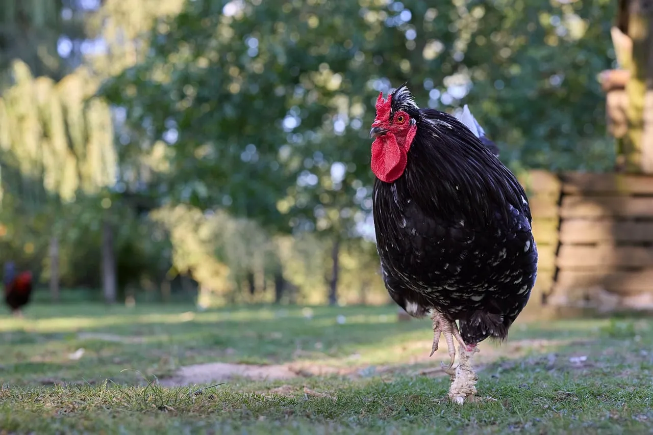 Majestic Black Rooster Struts Proudly in Lush Green Farmyard