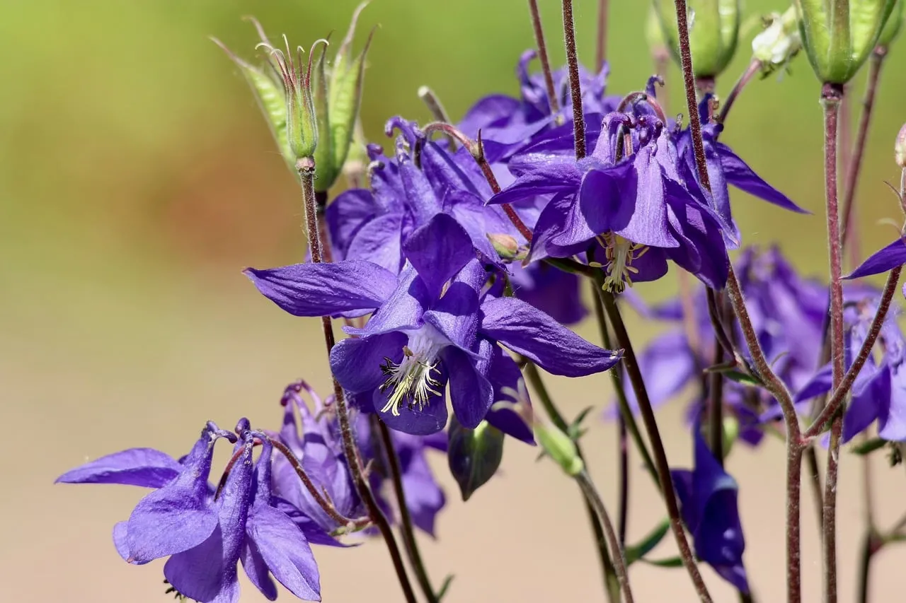 Vibrant Purple Columbine: A Spring Garden Masterpiece