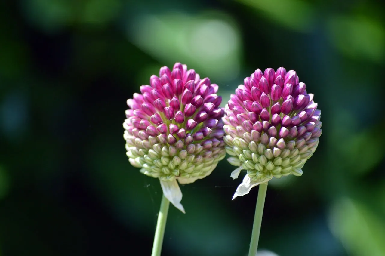 Vibrant Drumstick Alliums: A Macro Floral Delight