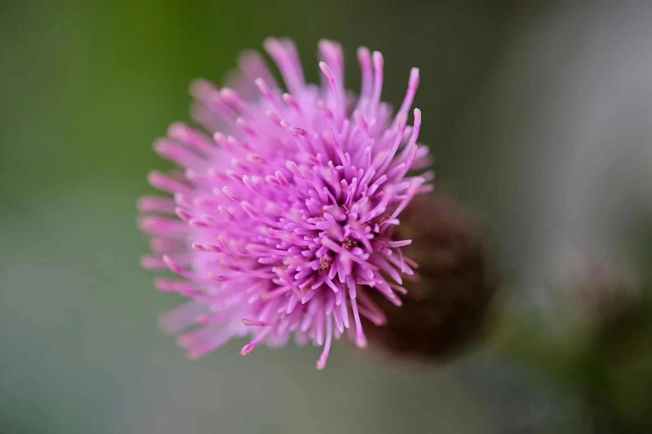 Vibrant Thistle Bloom: A Striking Purple Flower Wallpaper