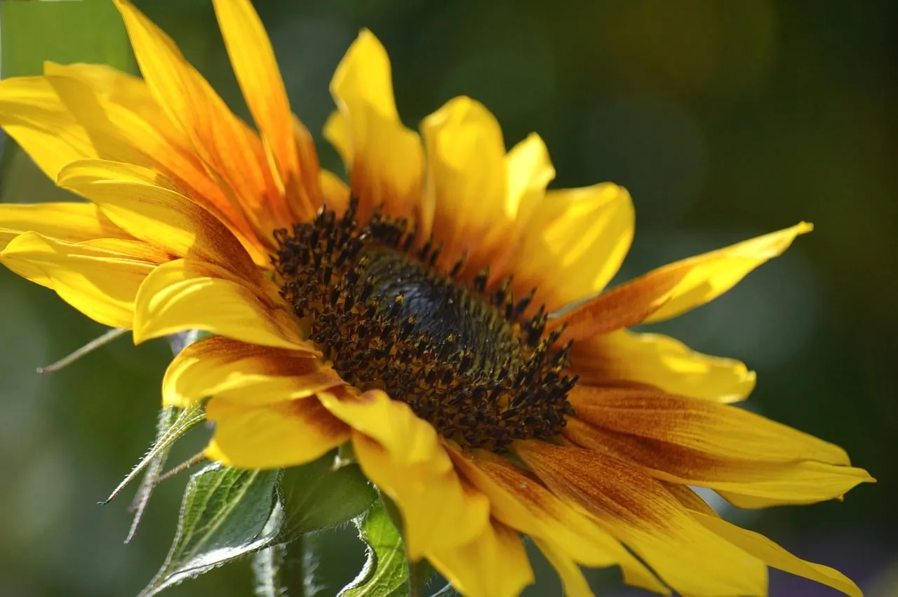 Vibrant Summer Delight: Close-up of a Blooming Sunflower