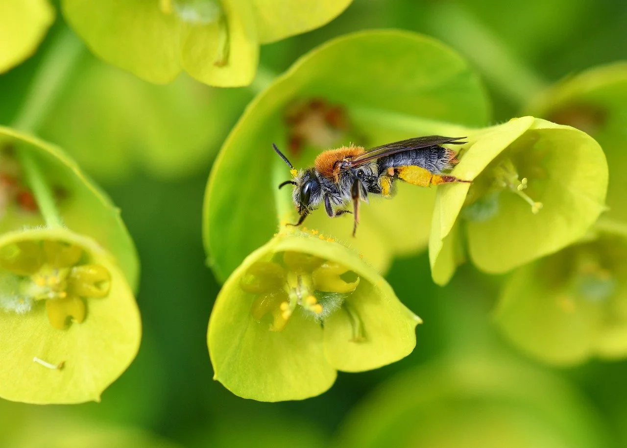 Vibrant Macro: Busy Bee Pollinating Euphorbia Flowers