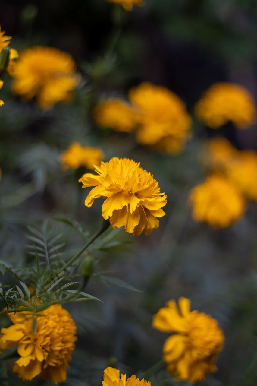 Vibrant Yellow Marigold: A Summer Garden's Golden Blossom