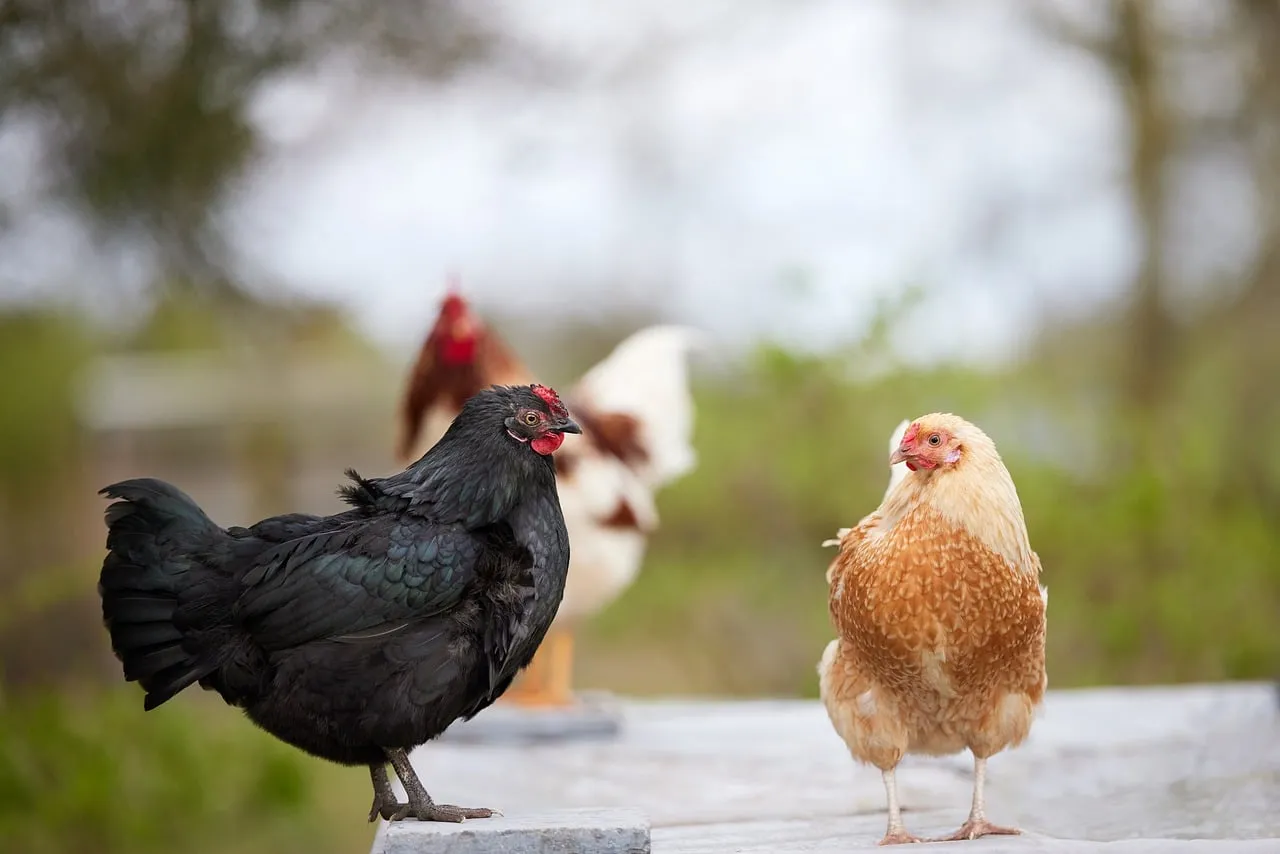 Charming Chicken Trio: Farmyard Friends in Focus