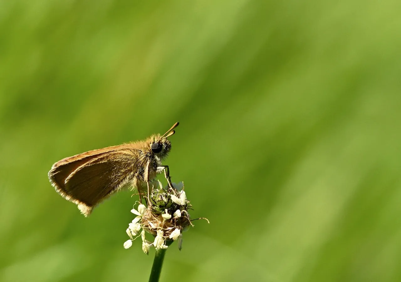 Enchanting Macro: Skipper Butterfly on Delicate Bloom