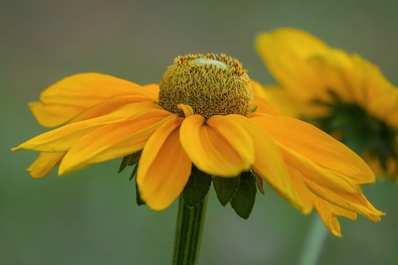 Vibrant Yellow Sunflower: A Summer Macro Beauty