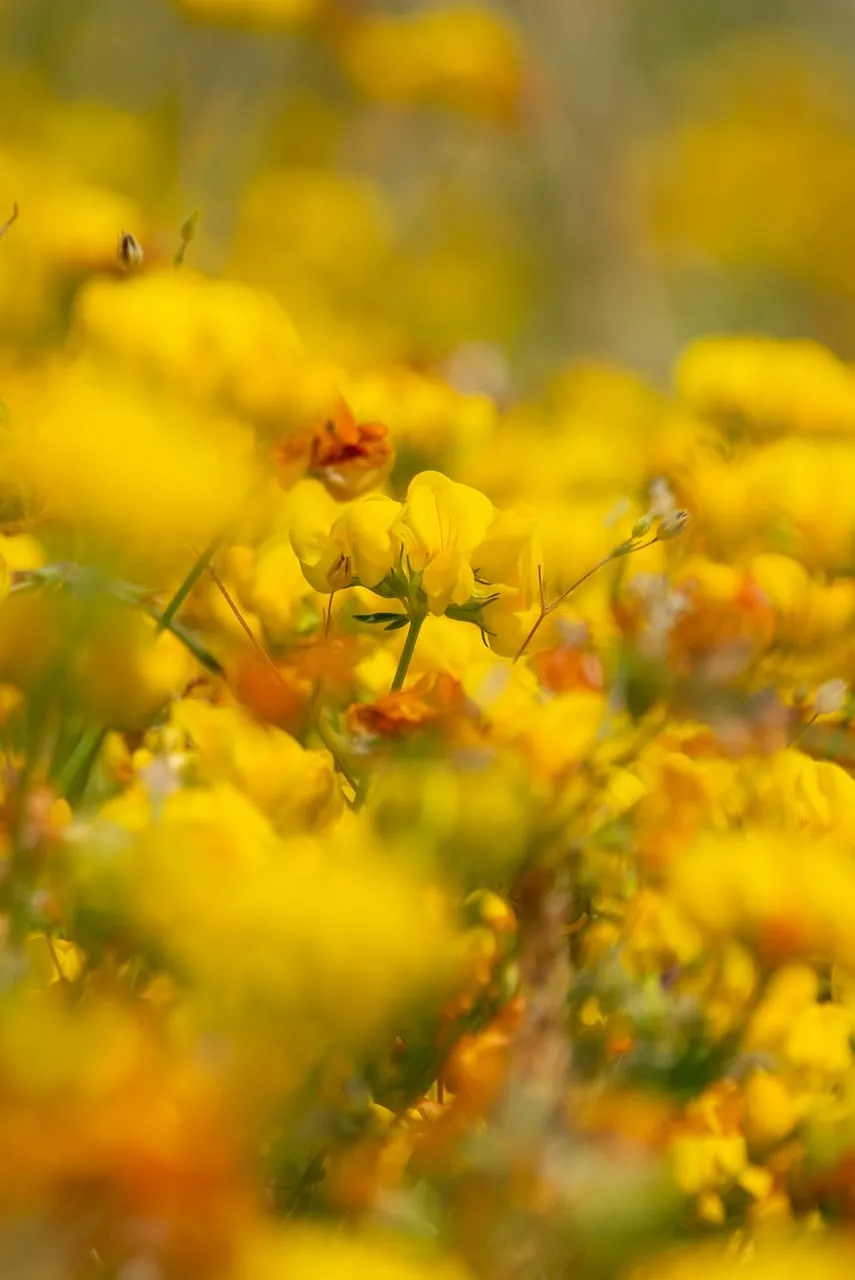 Vibrant Yellow Blossoms: A Stunning Full HD Nature Wallpaper