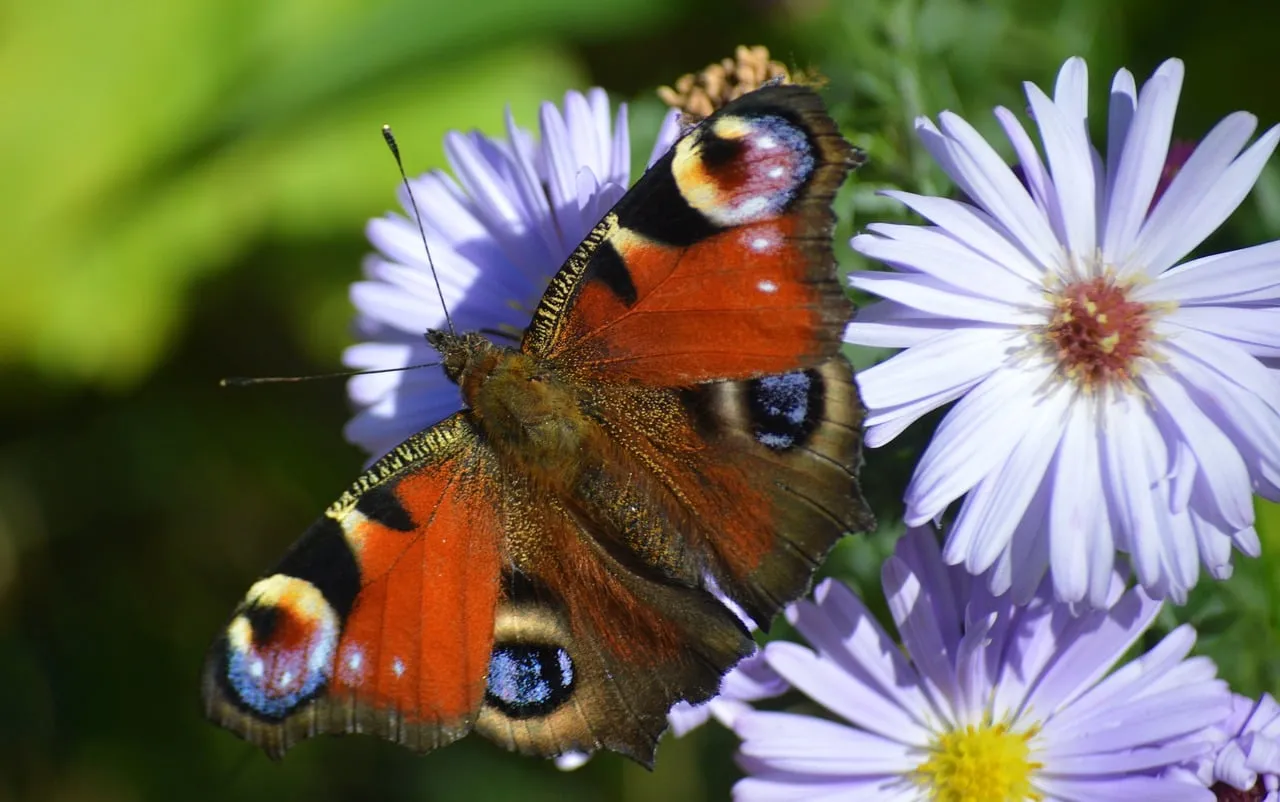 Vibrant Peacock Butterfly Alights on Autumn Asters