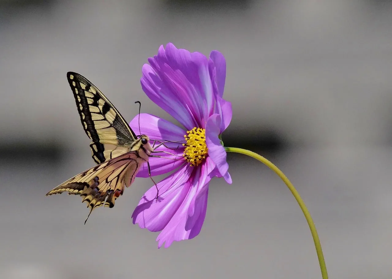 Vibrant Butterfly Gently Pollinating a Delicate Pink Cosmos Flower
