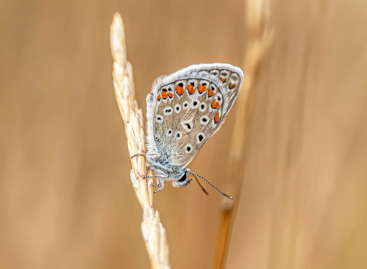 Stunning Brown Argus Butterfly Macro on Meadow Grass