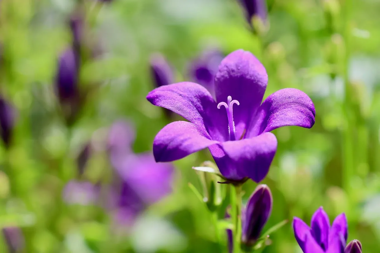 Vibrant Purple Bellflower in a Sunny Garden