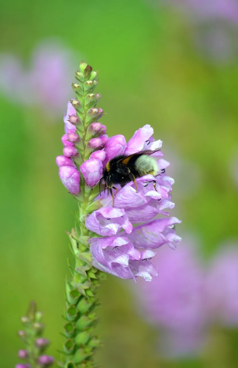 Vibrant Bumblebee Pollinating Pink Obedient Plant in Summer Garden