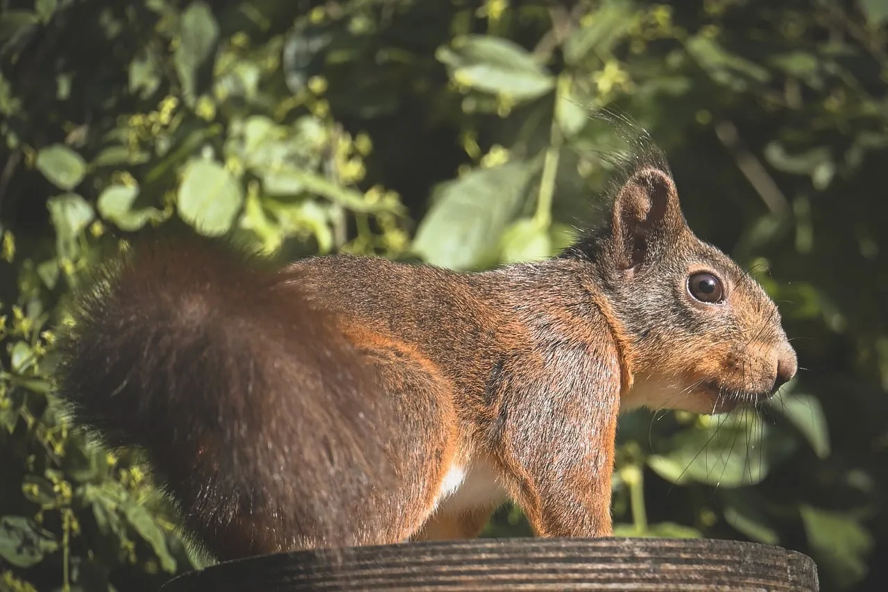 Charming Woodland Squirrel in Golden Sunlight