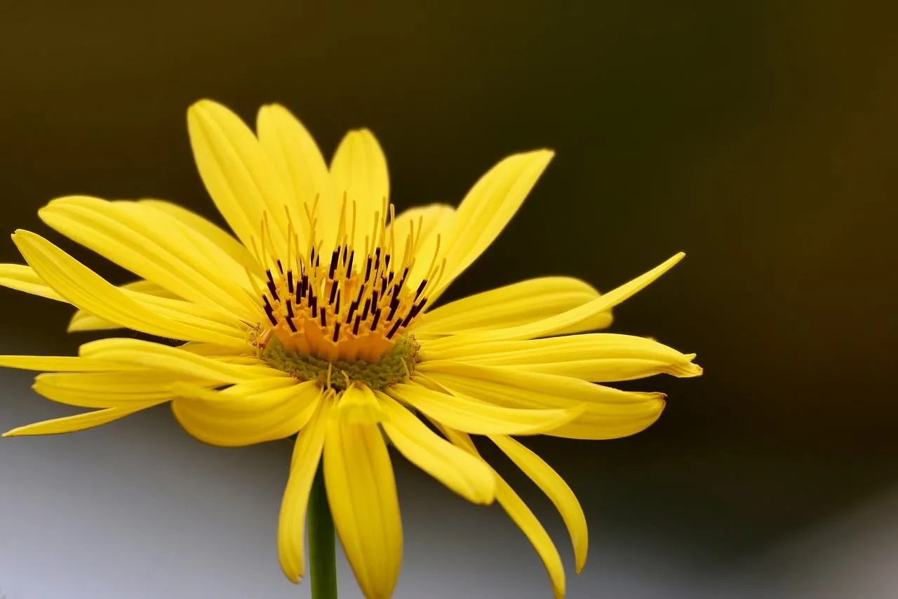 Vibrant Yellow Bloom: A Macro Symphony of Nature's Art