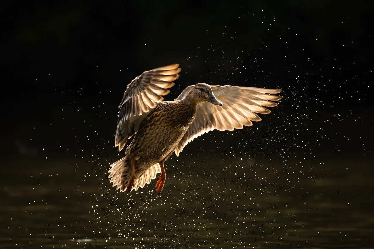 Dramatic Sunset Flight: Mallard Duck Landing in Golden Hour Splash