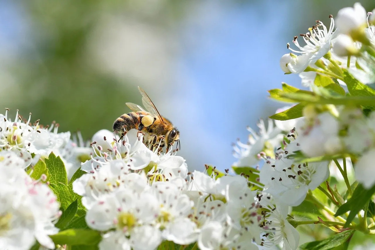 Vibrant Spring: Bee Pollinating White Hawthorn Blooms