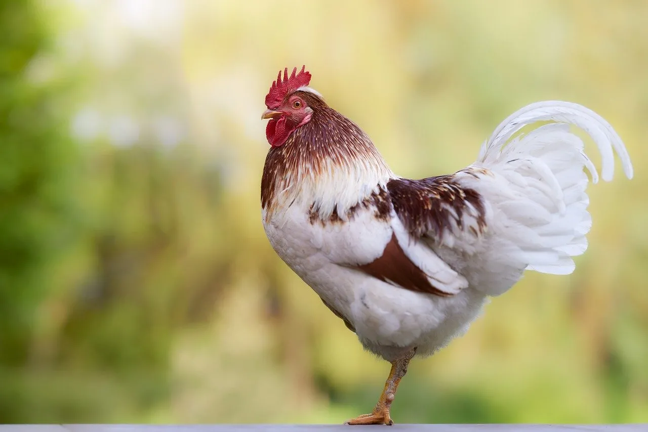 Proud Rooster: Majestic Farm Bird in Vibrant Nature