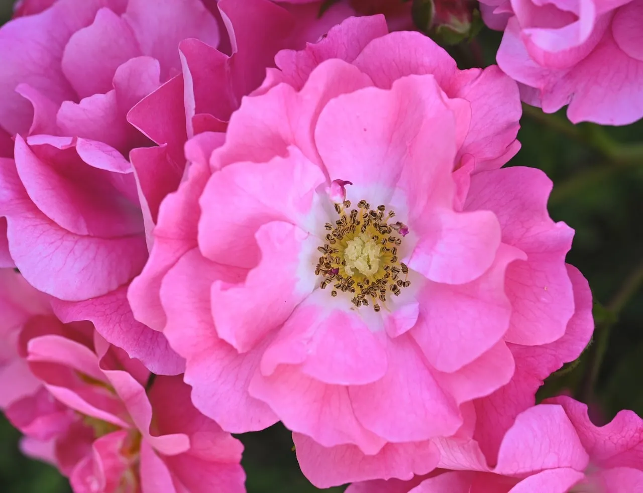 Vibrant Pink Roses: A Garden's Delicate Embrace