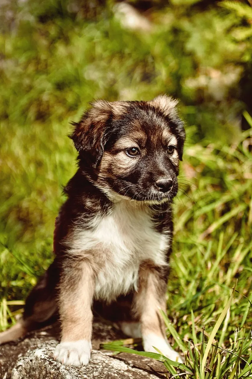 Adorable Fluffy Puppy Posing in Golden Sunlight