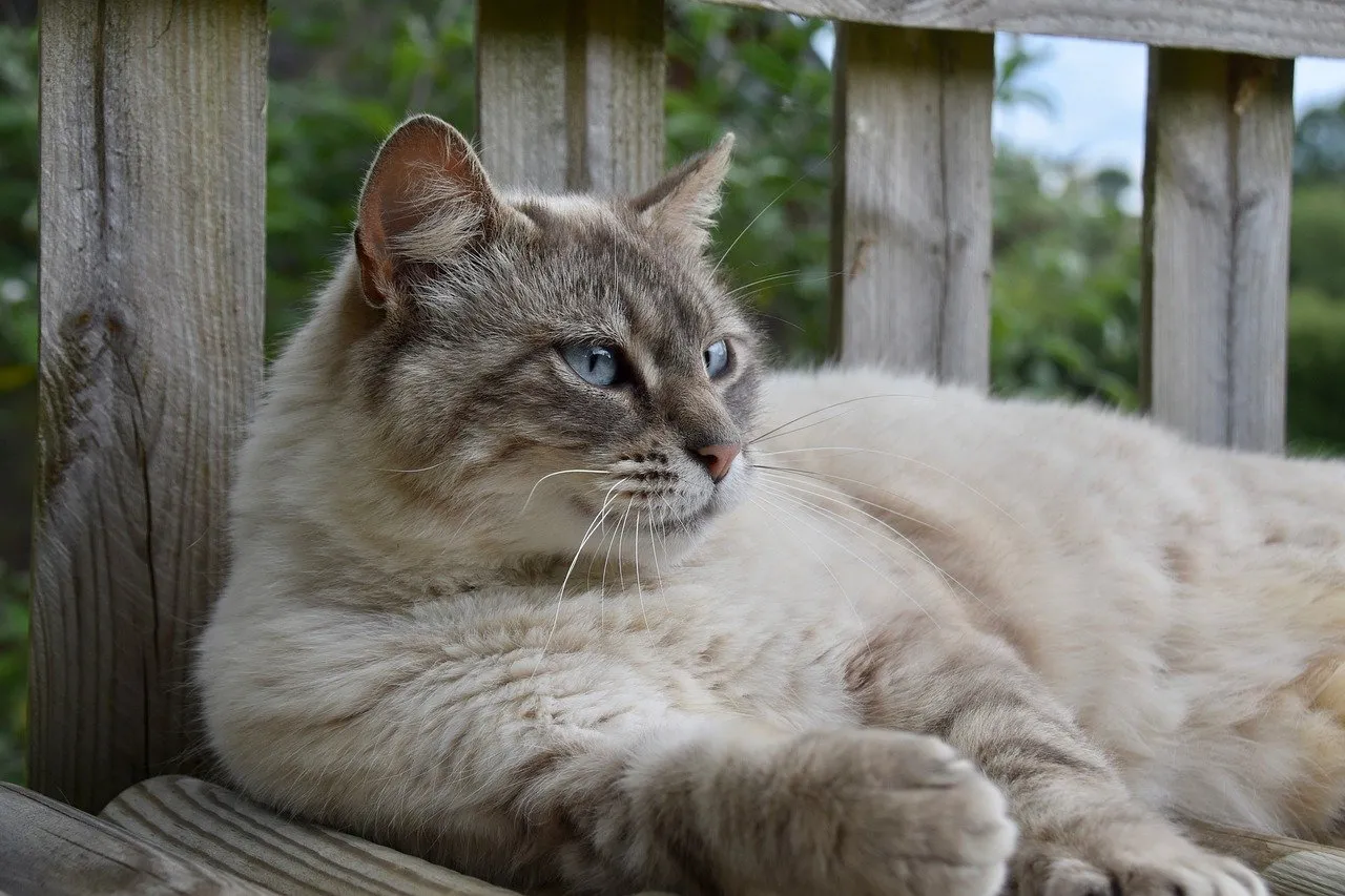 Serene Blue-Eyed Cat Lounging on Rustic Wooden Fence
