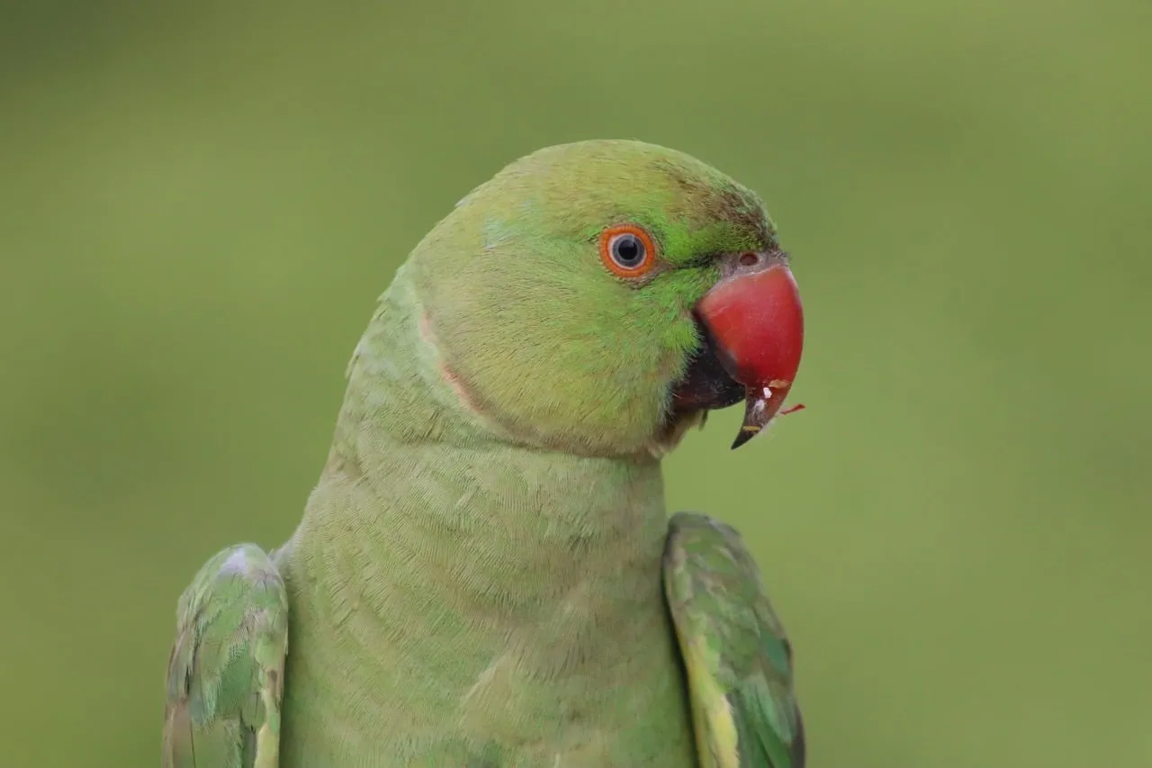 Vibrant Green Parrot: A Stunning Close-up in Nature