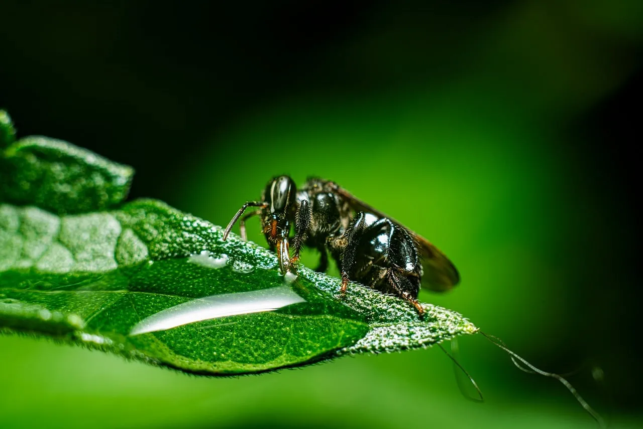 Stunning Macro: Bee Quenches Thirst on a Dewy Leaf