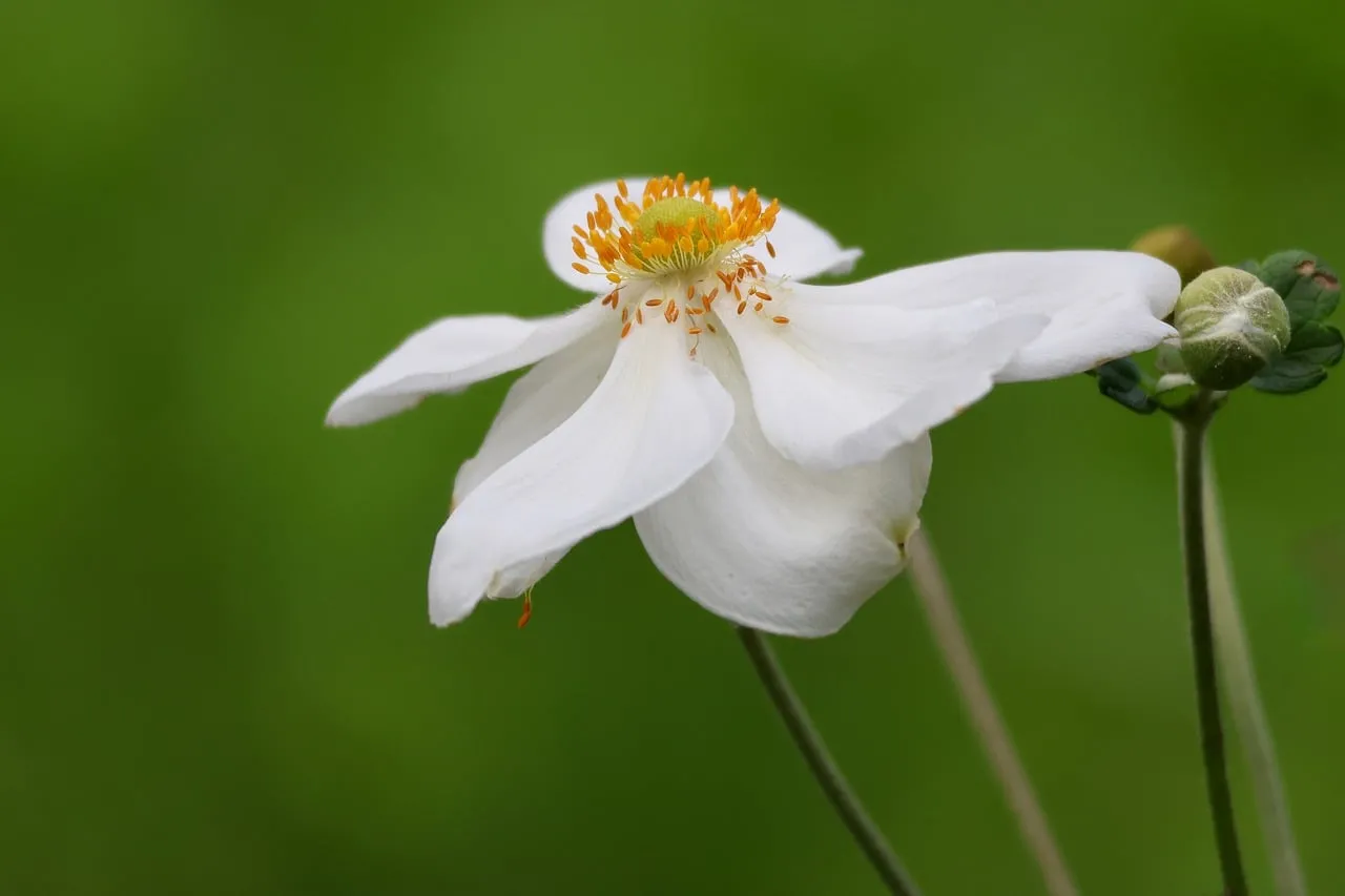 Stunning White Japanese Anemone Bloom on Green Background