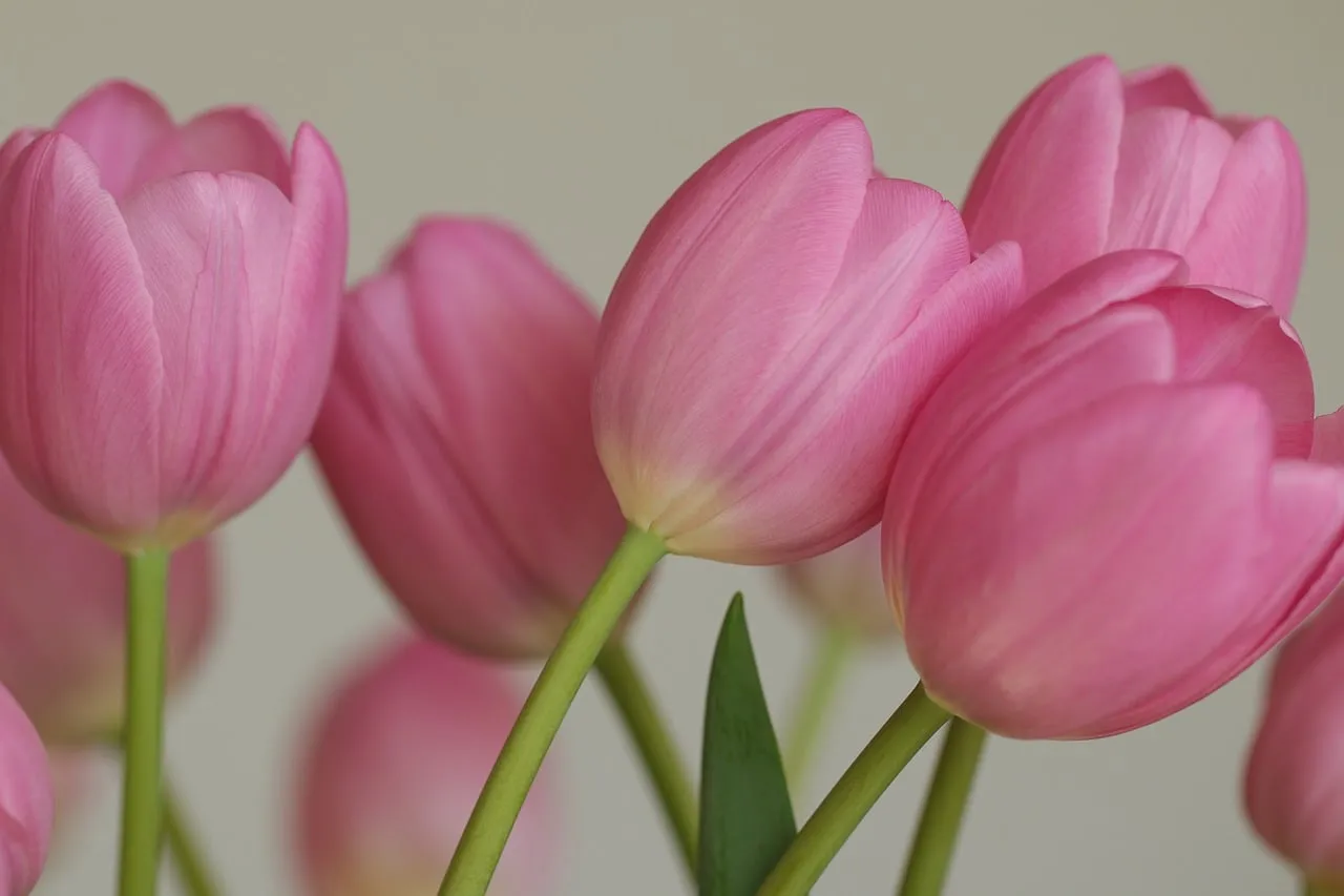 Vibrant Pink Tulips: Perfect Spring Bloom Desktop Background