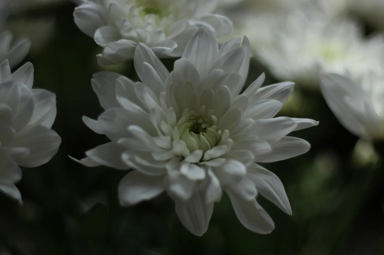Stunning White Chrysanthemum: Delicate Beauty in Macro