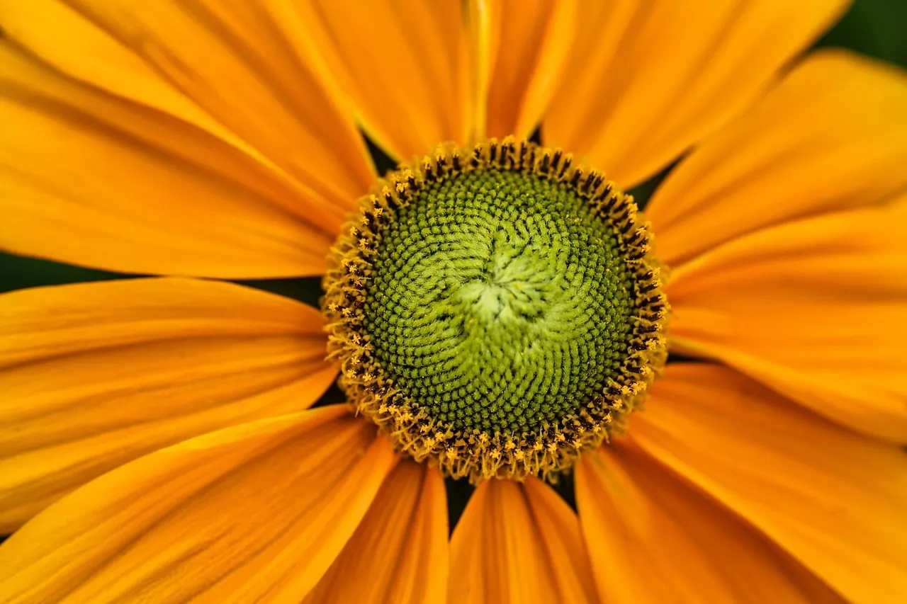 Vibrant Macro: Orange Flower's Symmetrical Heart