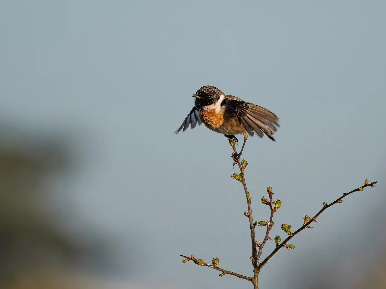 Vibrant Stonechat: Spring's Avian Beauty in Detail