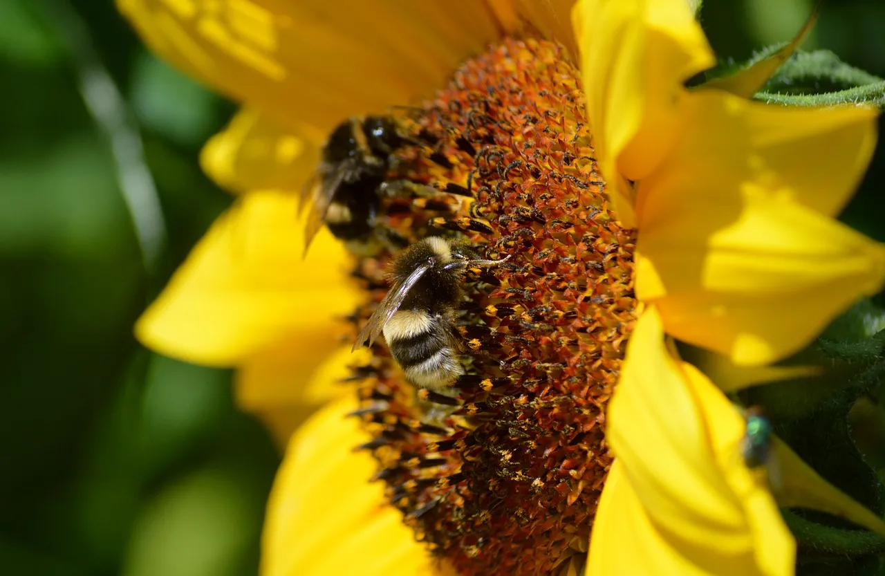 Bumblebee Bliss: Nectar Foraging on a Vibrant Sunflower