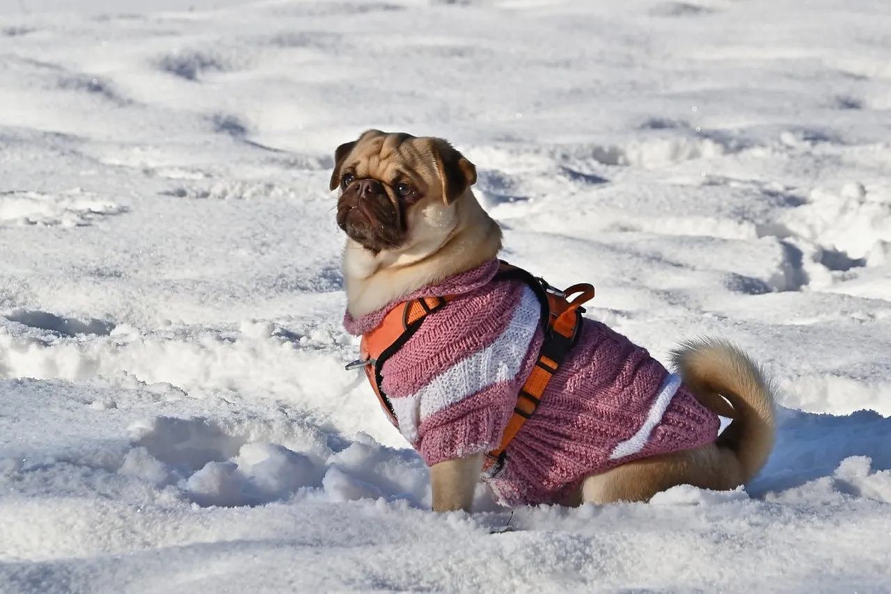 Charming Pug in Snow: Winter Wonderland Portrait