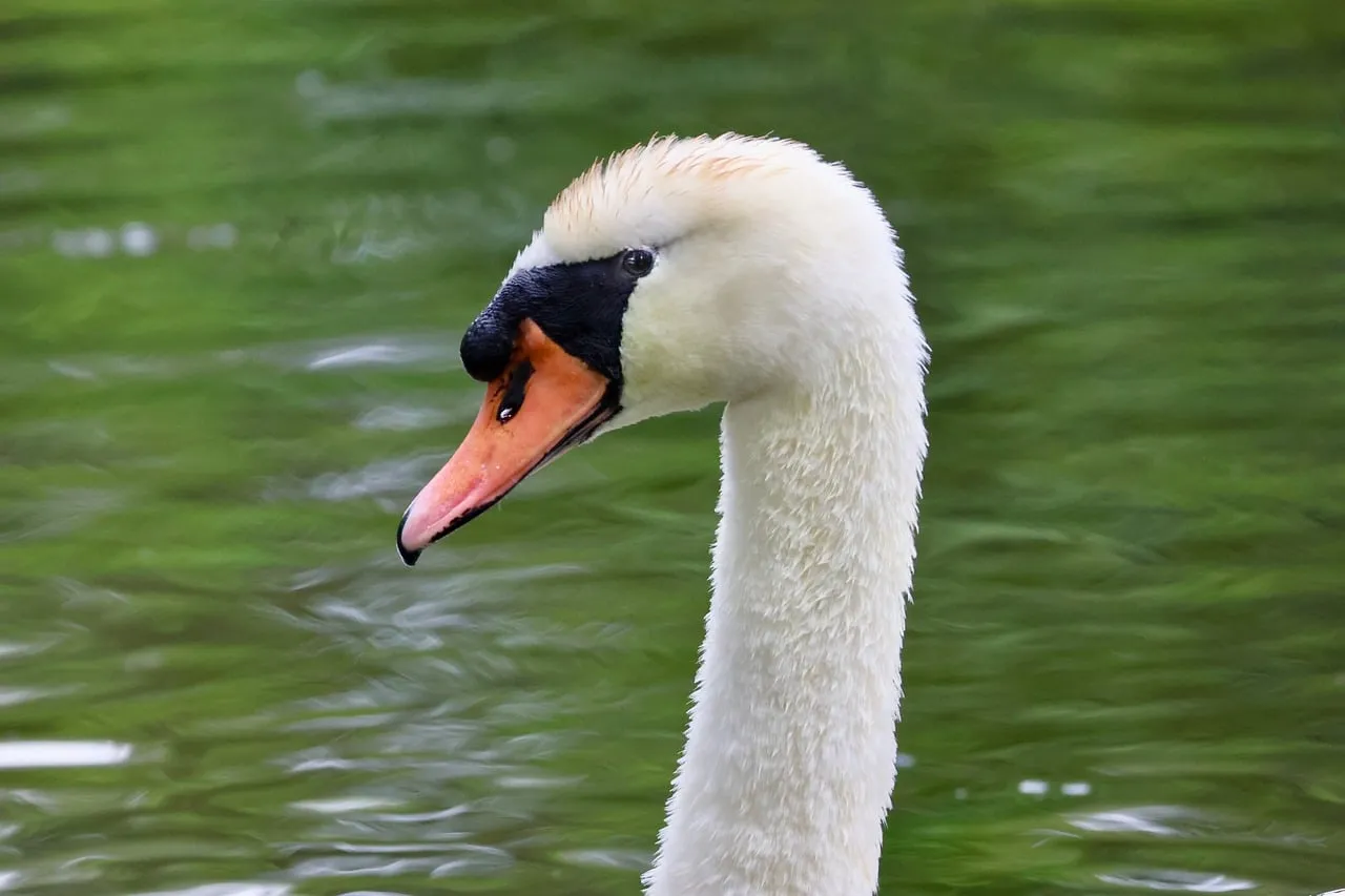 Elegant Swan: Serene White Bird on Emerald Water
