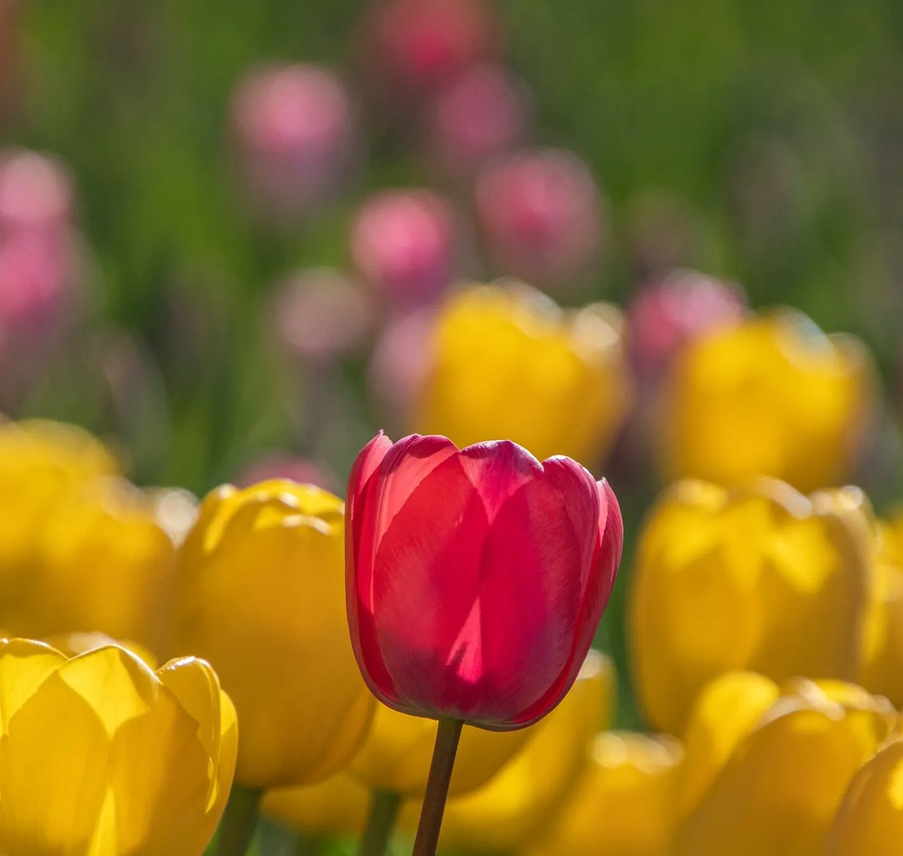 Vibrant Red Tulip Amidst a Sea of Golden Blooms