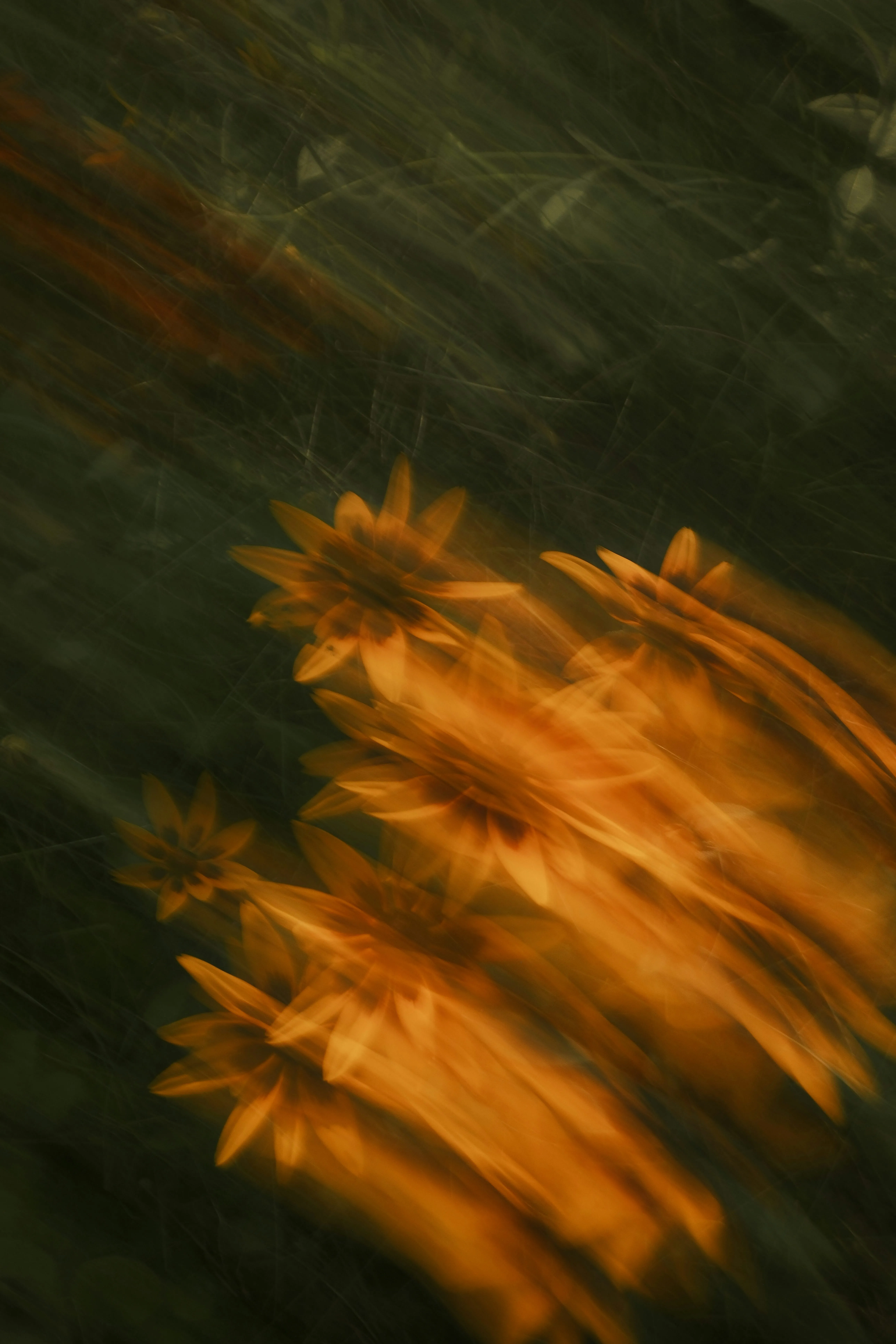 Abstract Floral Motion: Golden Flowers in Dynamic Blur