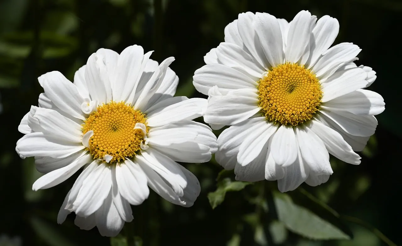 Vibrant Summer Daisies: A Symphony of White and Gold