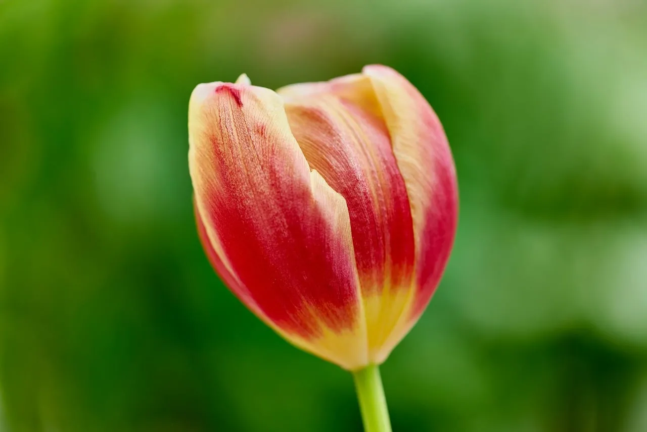 Vibrant Two-Toned Tulip in Macro View