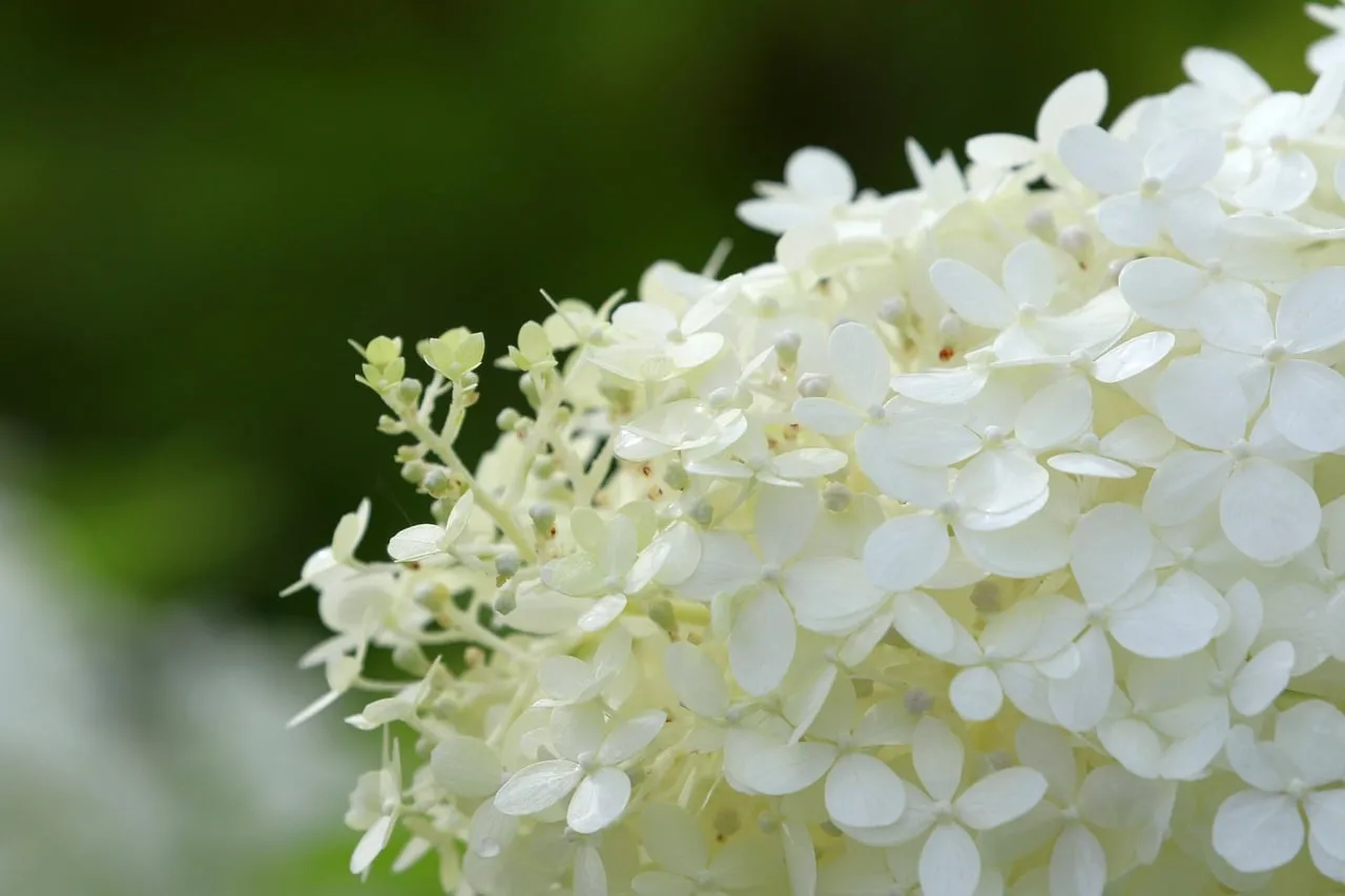 Delicate White Hydrangea: Summer Garden Macro Beauty