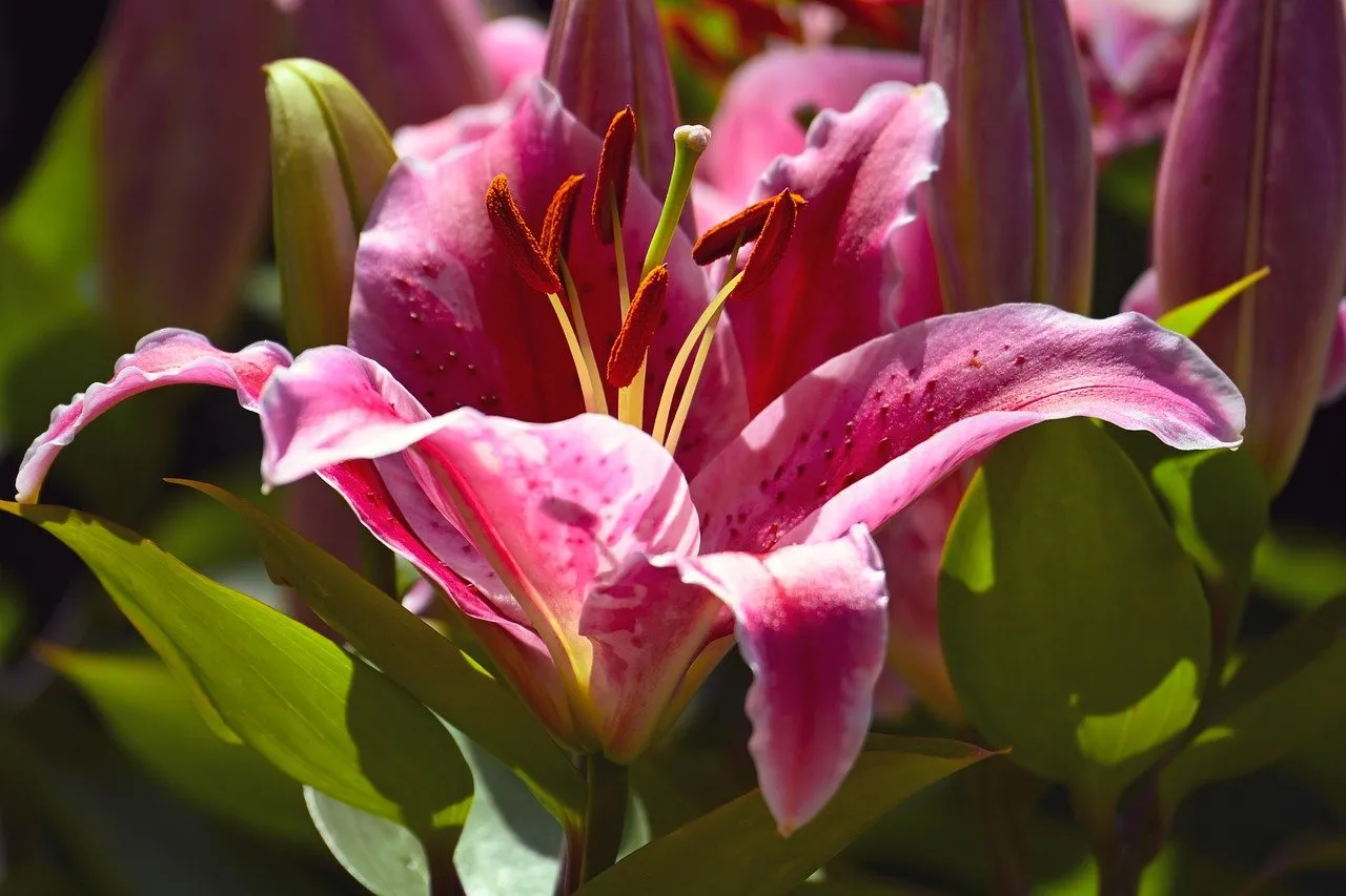 Vibrant Pink Lily: A Macro Bloom in Spring Sunlight