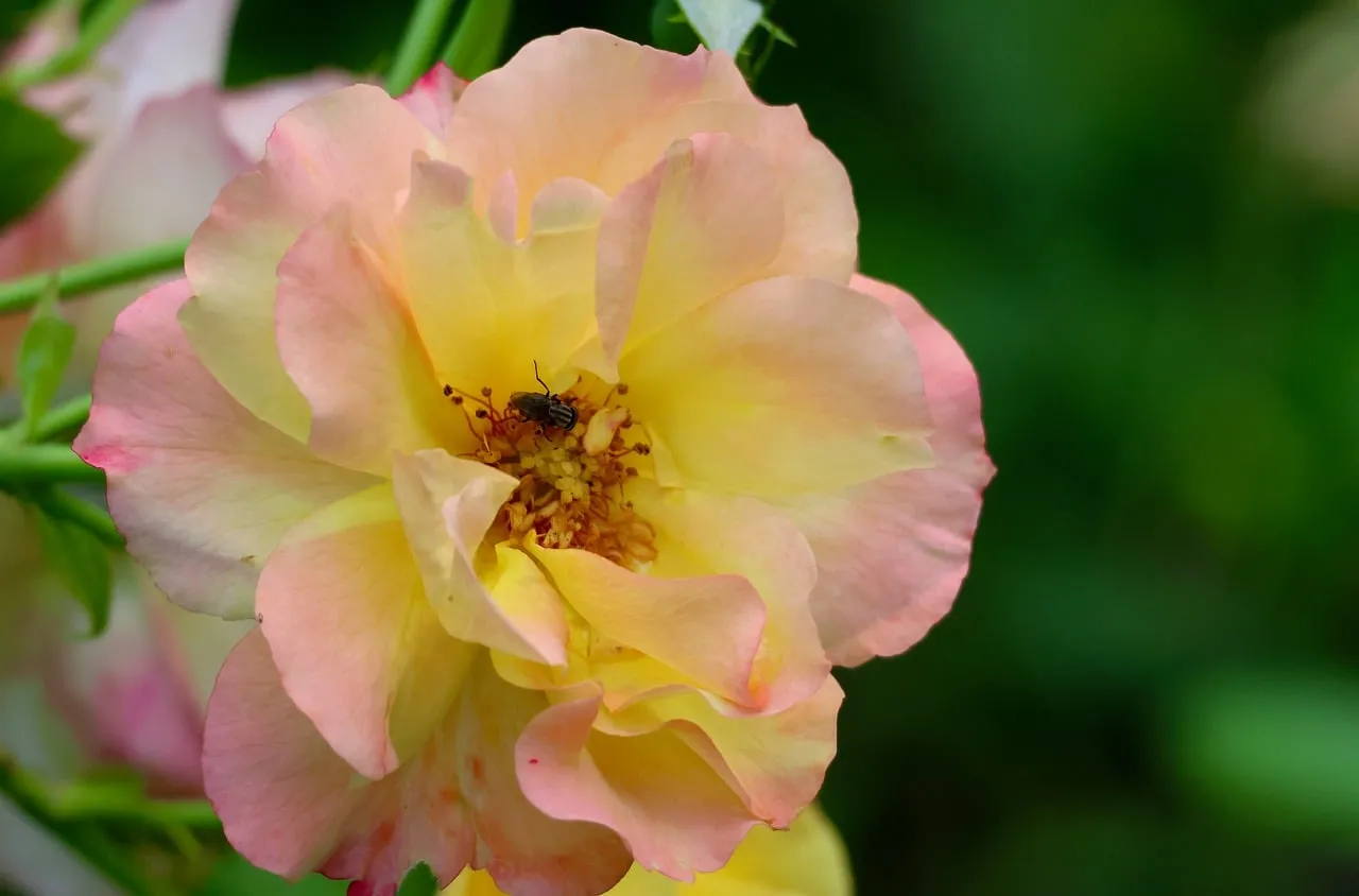 Stunning Multicolored Rose with Delicate Insect Visitor