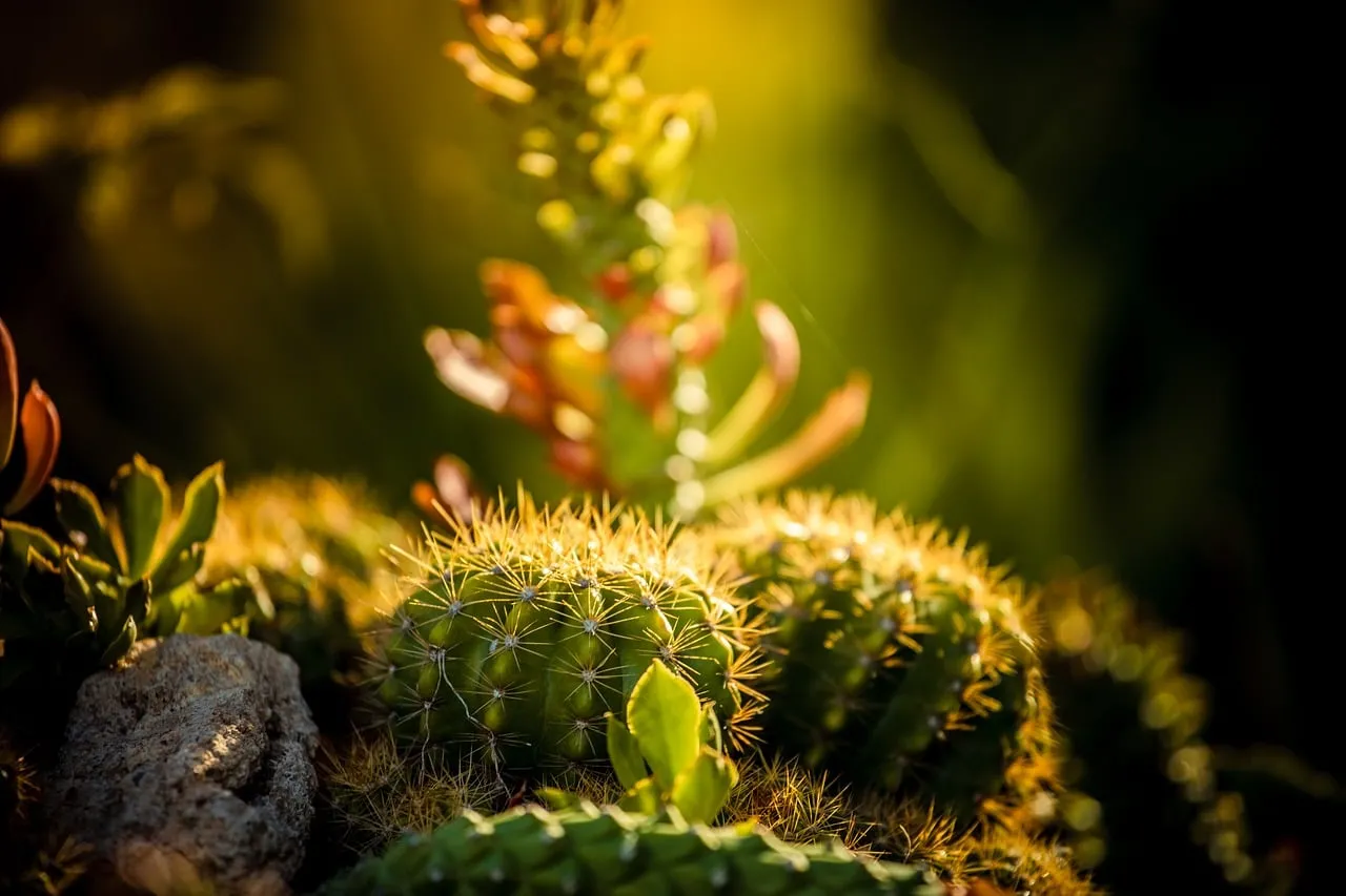 Vibrant Cactus Garden: Spiky Beauty Bathed in Golden Sunlight