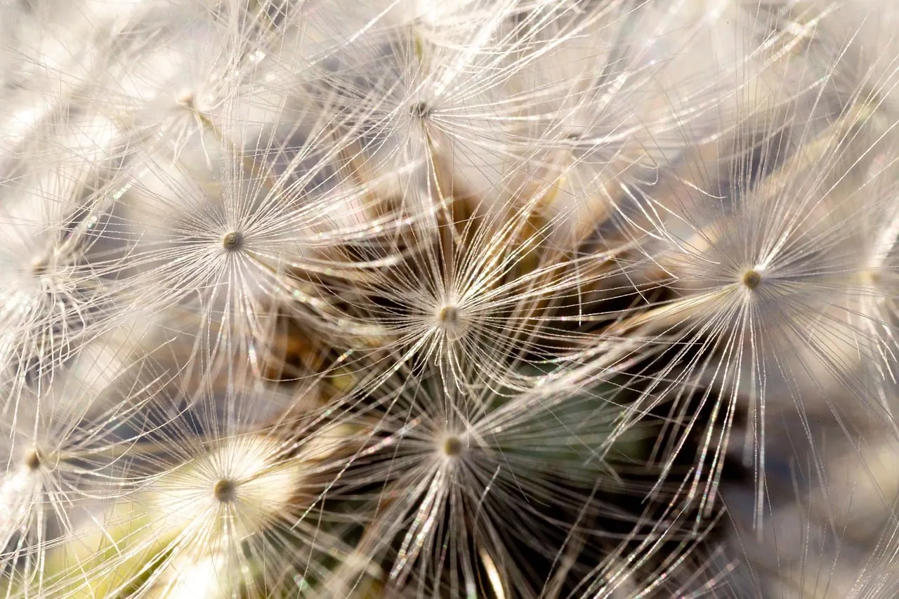 Breathtaking Macro Dandelion: Nature's Delicate Symphony