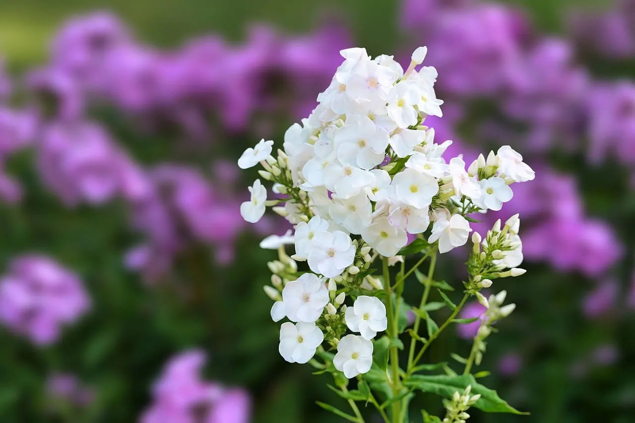 Stunning White Phlox: A Summer Garden's Delicate Charm