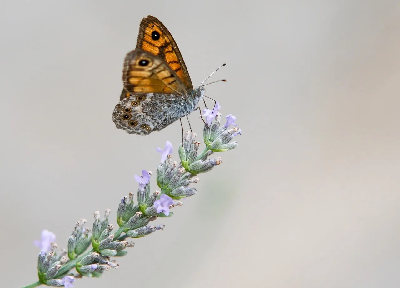 Vibrant Butterfly on Lavender: Nature's Delicate Dance