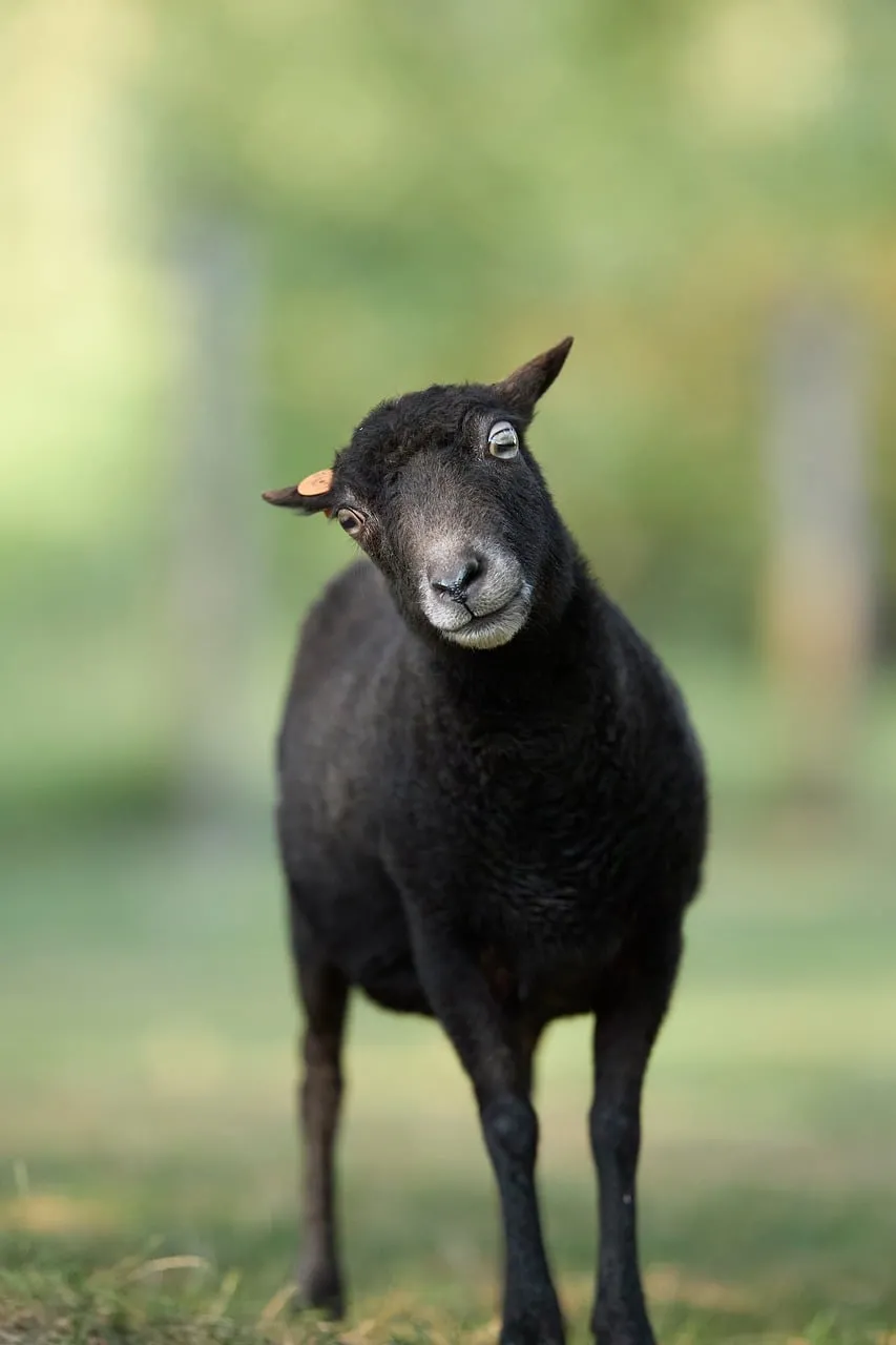 Charming Black Ouessant Sheep Lamb in Green Meadow