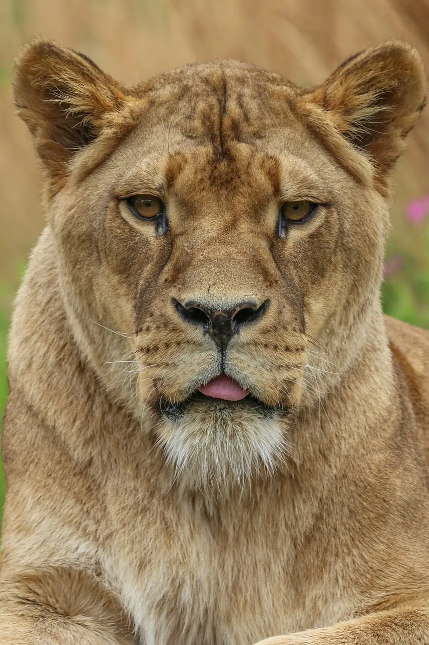 Intense Gaze: Lioness Portrait in Her Natural Habitat