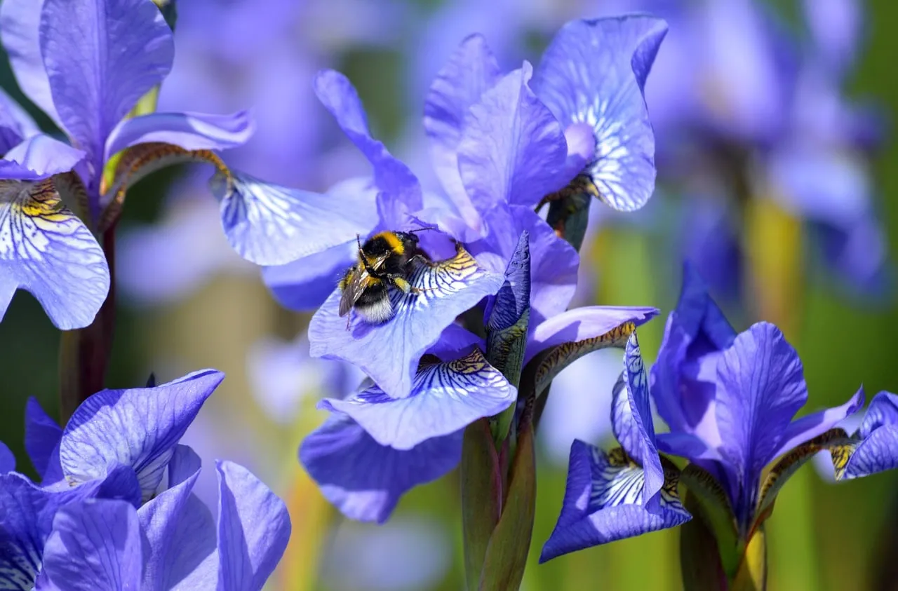 Vibrant Siberian Iris: Bumblebee's Nectar Delight
