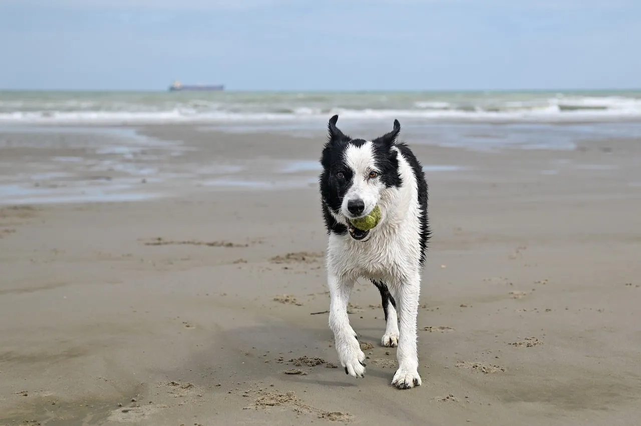 Joyful Border Collie Sprinting with Ball on Beach
