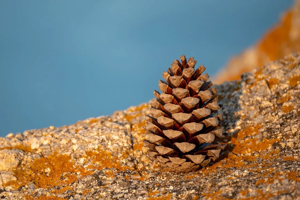 Golden Hour Still Life: Pinecone on Corsican Rocks by the Sea